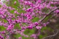 Purple flowers of Cercis canadensis