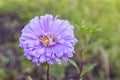 Purple flowers of China annual aster Callistephus chinensis Royalty Free Stock Photo