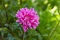 Purple flowers of China annual aster Callistephus chinensis Royalty Free Stock Photo