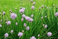 Purple flowers of Chives, Allium tuberosum bloom