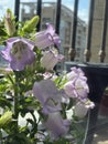 purple flowers in glass vase on table outdoors near window rail Royalty Free Stock Photo