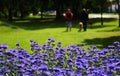 Purple flowers. closeup autumn view. public park with blurred silhouettes