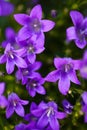 Purple flowers Royalty Free Stock Photo