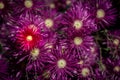 Purple flowers in cluster with a single red one Royalty Free Stock Photo