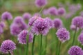 Purple Flowers - Common Knapweed