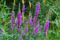 Purple flowers of the common loosestrife, also called Lythrum salicaria or Blutweiderich