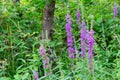 Purple flowers of the common loosestrife,also called Lythrum salicaria or Blutweiderich