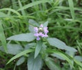 Purple Flowers of a Common Self-Heal Plant