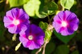 Opened flowers of purple bindweed contribute as a background Royalty Free Stock Photo