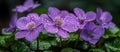 Purple Flowers Covered in Water Droplets Royalty Free Stock Photo