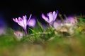 Purple flowers crocuses on meadow in nature, beautiful spring flowers Royalty Free Stock Photo