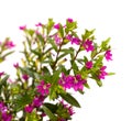 Purple flowers of Cuphea hyssopifolia, the false heather, isolated