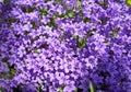 Purple flowers of Dalmatian or Wall (Campanula ) blooming on blurred background garden. lilac Campanula