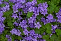 Purple flowers of Dalmatian or Wall (Campanula ) blooming on blurred background garden. lilac Campanula