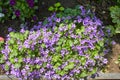 Purple flowers of Dalmatian or Wall (Campanula ) blooming on blurred background garden. lilac Campanula