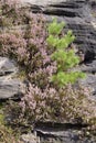 Purple flowers on dark rocks. Royalty Free Stock Photo