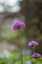 Purple flowers of decorative bow on a natural green blurred background. Selected focus, shallow depth of field. Aflatunsky onion