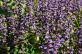 Purple flowers of decorative moss on a background of green leaves, which are well suited for garden decoration, flowerbeds, Alpine