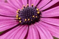 Dimorphotheca pluvialis flower close up Royalty Free Stock Photo