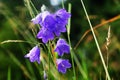 Purple flowers in spring forest. Interesting texture of gently flowers.