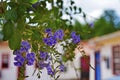 Purple flowers, Duranta repens, Minas Gerais