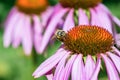 Purple flowers Echinacea and honey bee