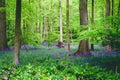 Lush English Forest Landscape with Violet Bluebell Flowers