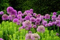 Purple Flowers in an English Garden