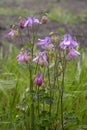 Purple flowers of European columbine Aquilegia vulgaris on background of green grass. Royalty Free Stock Photo