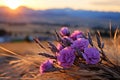 purple flowers in a field at sunset with mountains in the background Royalty Free Stock Photo