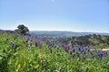 A Purple flowers fields at Huon hill lookout spectacular views of Lake Hume, the Kiewa Valley, the Alpine Region,