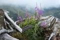 Purple flowers of fireweed near the old big root against the background of misty mountains Chamaenerion angustif
