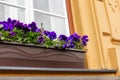 Purple flowers in a flower pot on the ledge of the window of a yellow house