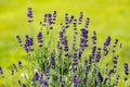 Purple flowers of a flowering lavender bush on a blurred green background Royalty Free Stock Photo