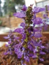 Purple flowers flowering winter plants