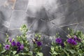 Purple flowers in front of a gray stone wall