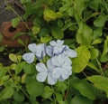 Purple flowers in the garden