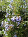 Purple flowers in garden