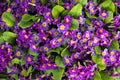 Purple flowers in garden. Beautiful flowers. Garden details