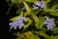 Purple flowers in garden with black background