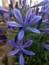 Purple flowers in garden