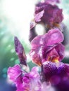 Purple flowers of garden iris. Bokeh effect, blurred background. Royalty Free Stock Photo