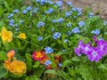 Purple flowers in the garden.