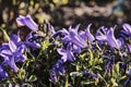 purple flowers in garden