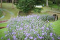 Purple flowers in the garden.