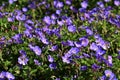 Geranium Rozanne flowers, in the garden.