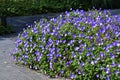 Geranium Rozanne flowers, in the garden.