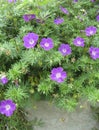 Geranium sanguineum in bloom