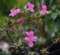 Purple flowers of Geranium soboliferum Japanese cranesbill in a greenhouse in the Botanical Garden of Moscow University `Pharmac Royalty Free Stock Photo