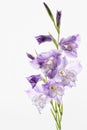 Purple flowers. Gladiolus flower isolated on white background